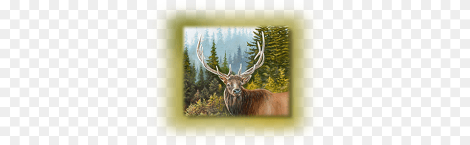 Wildlife Art Antler, Animal, Deer, Elk, Mammal Free Png