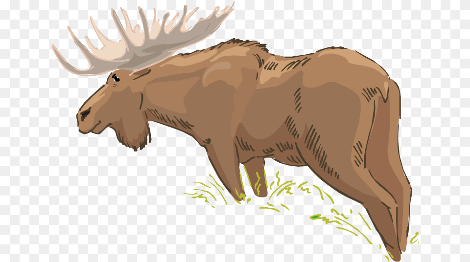 Wildlife Clipart Moose Head Bull, Animal, Mammal, Dinosaur, Reptile Png