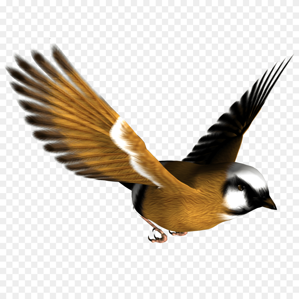 Wildlife Clipart Songbird, Animal, Bird, Finch, Flying Free Png Download