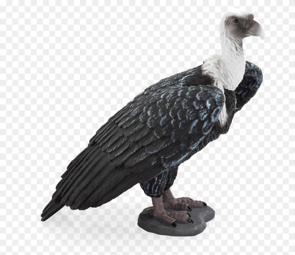 Wildlife Mojo Fun Griffon Vulture, Animal, Bird, Beak, Condor Free Png