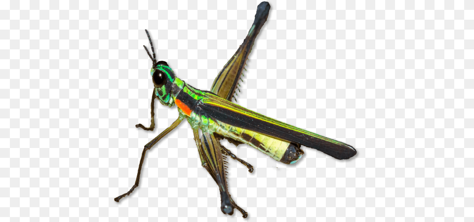 Wildlife Research And Conservation Research, Animal, Grasshopper, Insect, Invertebrate Free Transparent Png