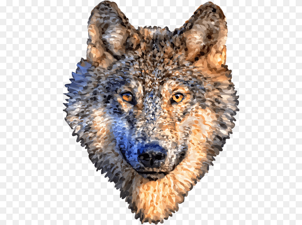 Wildlifeartcanidae Wolf Head Transparent Background, Person, Animal, Coyote, Mammal Png