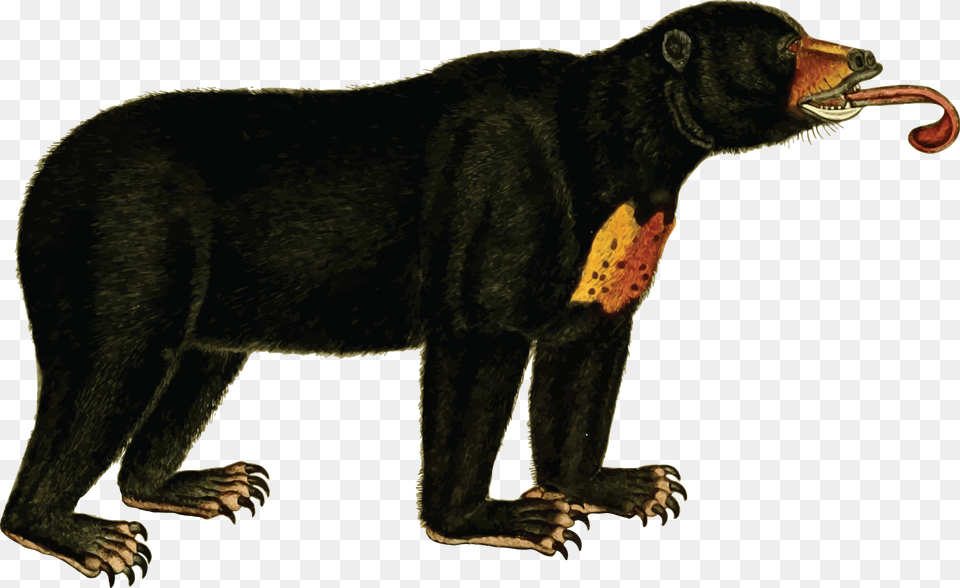 Wildlifebig Catscarnivoran Sun Bear Clip Art, Animal, Dinosaur, Reptile, Wildlife Free Png