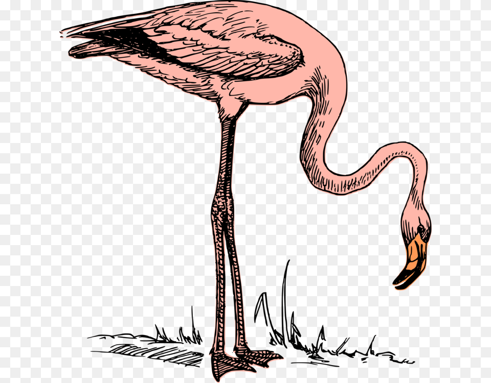 Wildlifeflamingowater Bird Flying Flamingo John Bercow, Animal, Beak, Waterfowl, Dinosaur Png