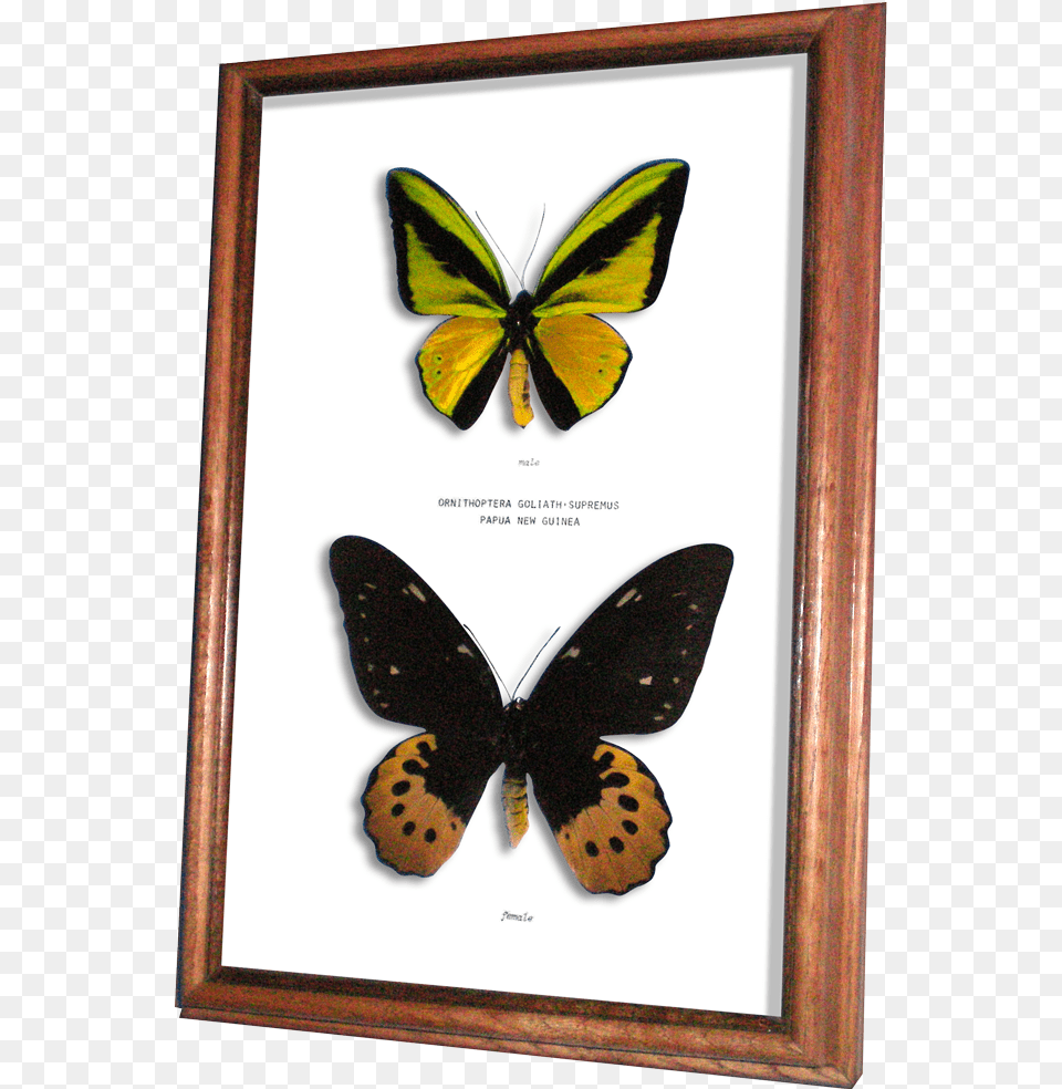 Wildwood Insects Framed Goliath Supremus Birdwing Butterfly Male And Female Ornithoptera Goliath, Animal, Insect, Invertebrate Free Png Download