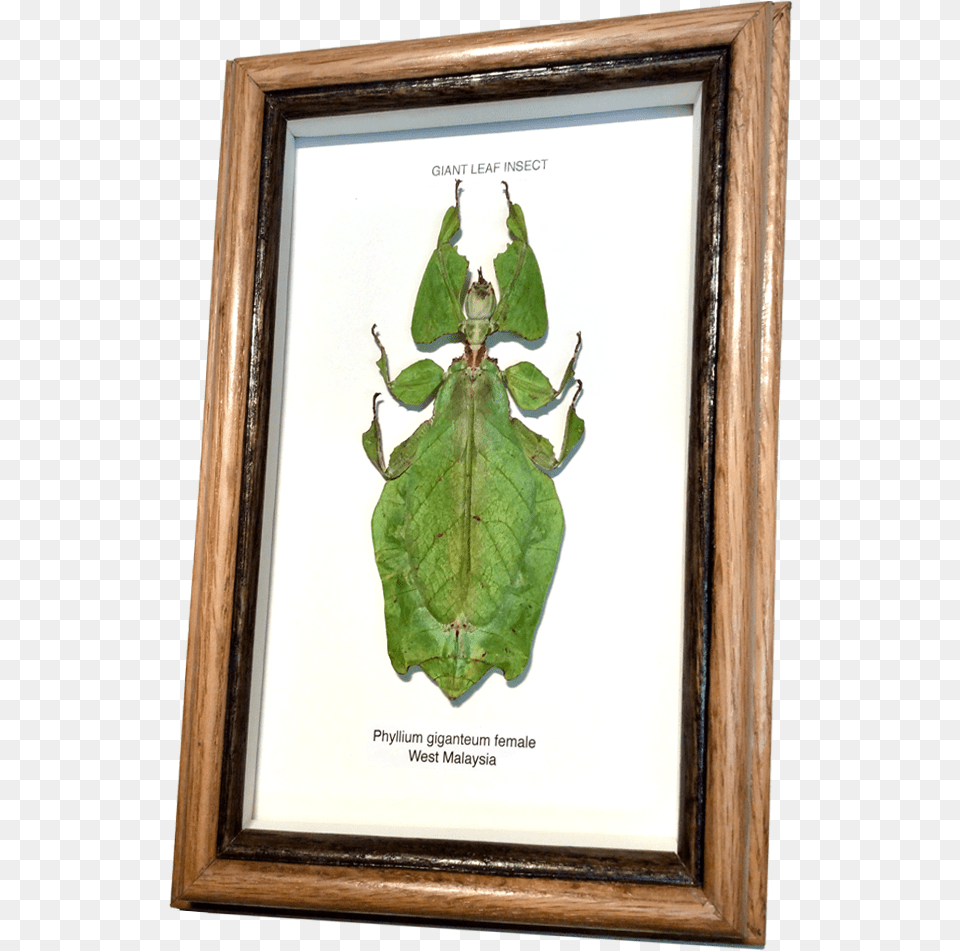 Wildwood Insects Framed Tropical Leaf Insect Picture Frame, Animal, Invertebrate Png