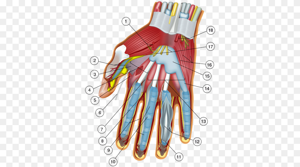 Wilfredor 39c8d3e5 Inside The Human Thumb, Clothing, Glove Png Image