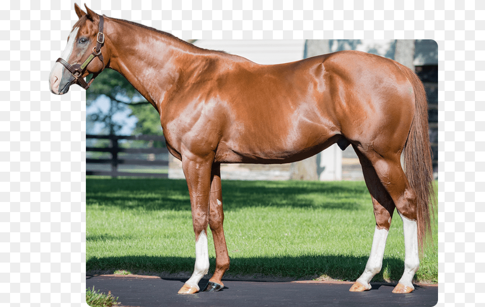 Will Take Charge, Animal, Horse, Mammal, Stallion Png