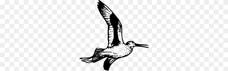 Willet Clip Art, Animal, Bird, Flying, Waterfowl Free Png