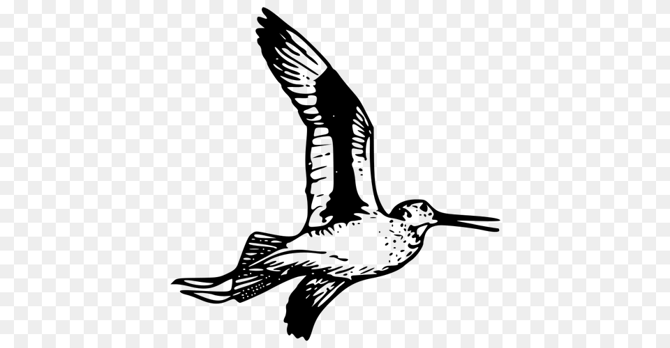 Willet Vector Clip Art, Gray Png Image