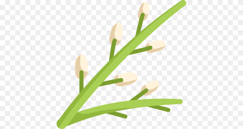 Willow, Flower, Plant, Bud, Sprout Png