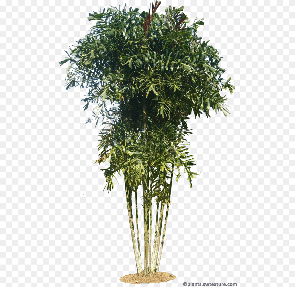 Willow, Plant, Tree, Palm Tree, Leaf Free Transparent Png