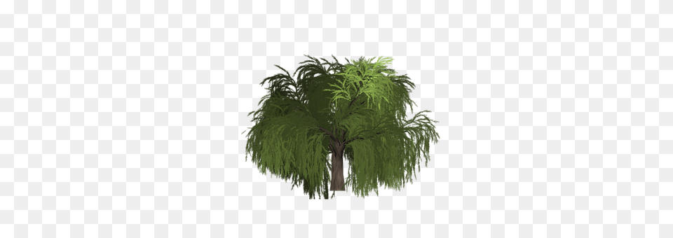 Willow Conifer, Plant, Tree, Vegetation Png Image