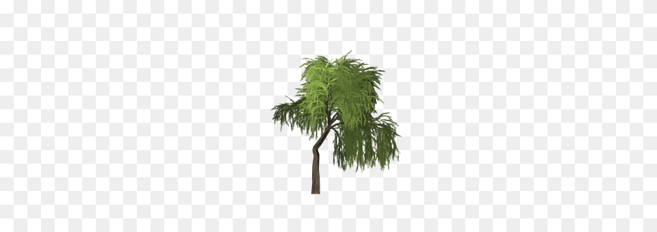 Willow Plant, Tree, Conifer, Palm Tree Free Png Download