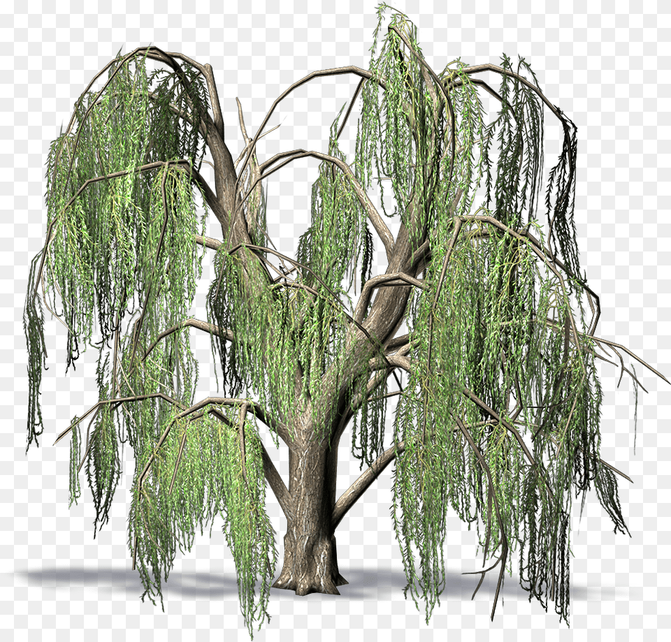 Willow, Plant, Tree Free Png Download