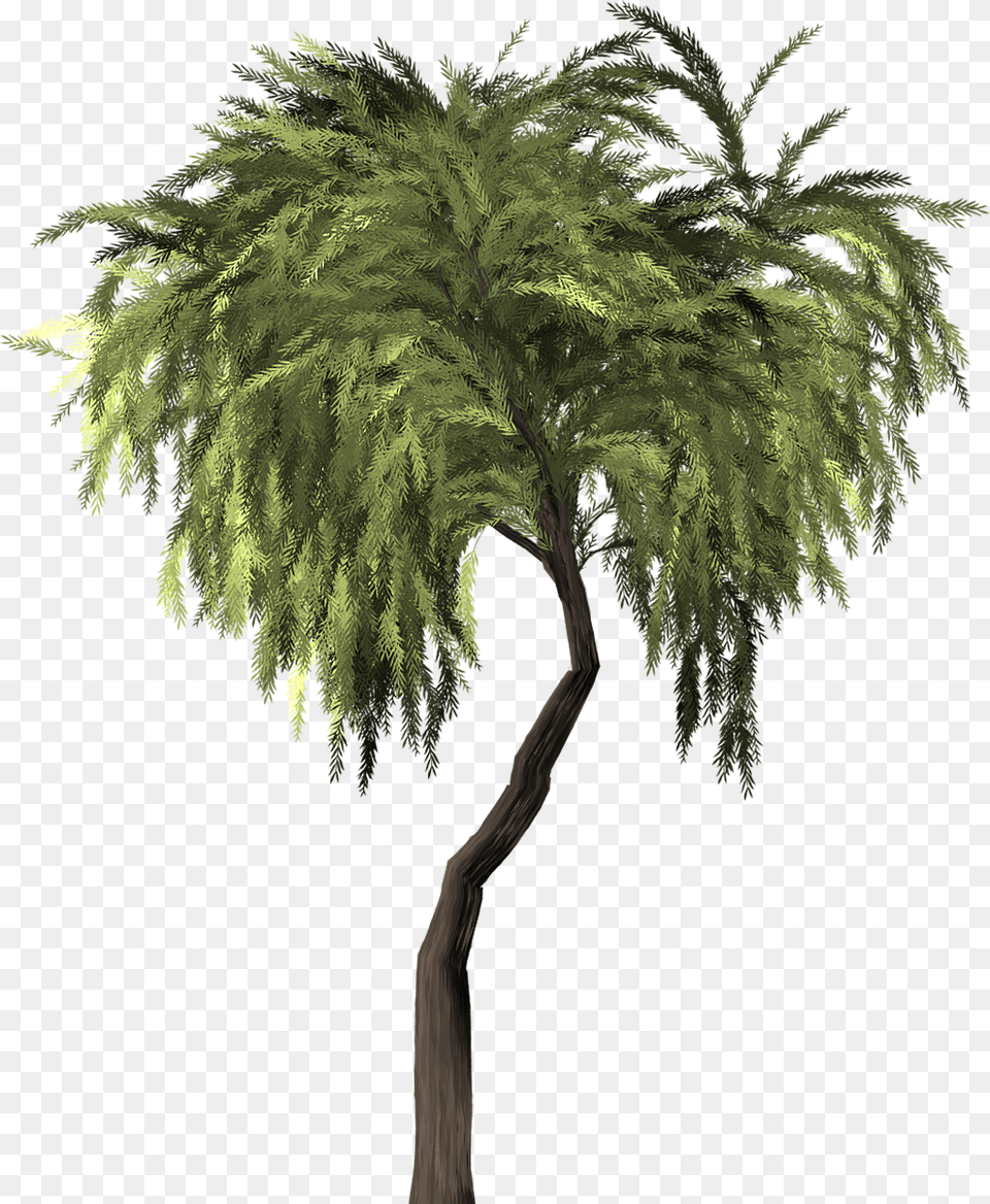 Willow, Palm Tree, Plant, Tree, Conifer Free Png Download