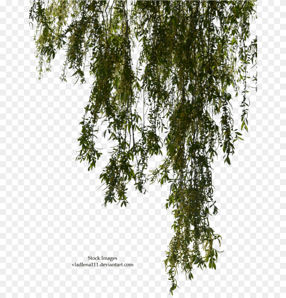 Willow Branch Willow Tree Branches, Plant, Moss, Leaf Free Png Download