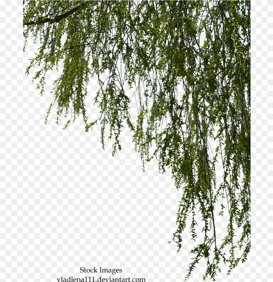 Willow Branches, Conifer, Leaf, Plant, Tree Free Transparent Png
