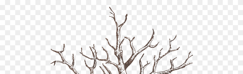 Willow Buckley Graphic Designer Game Web Tree, Wood, Plant, Outdoors, Nature Free Png Download
