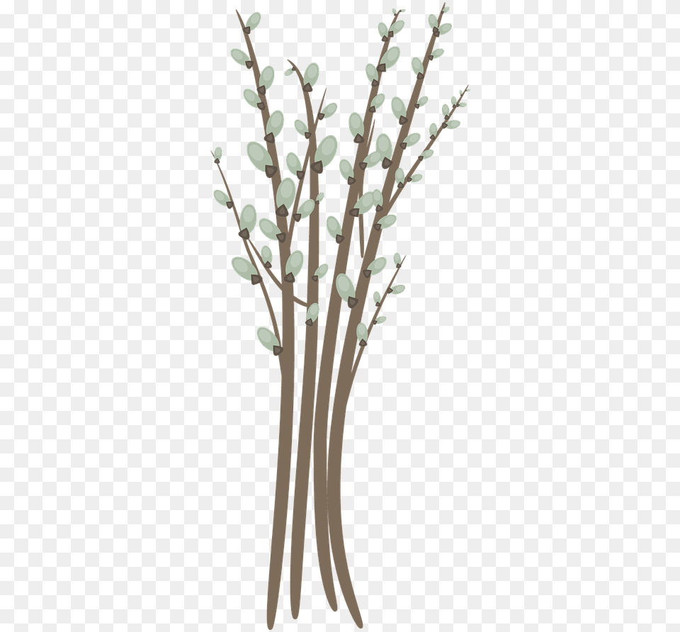 Willow Catkin Branch Twig Bud Catkins, Flower, Plant, Grass, Art Free Png Download