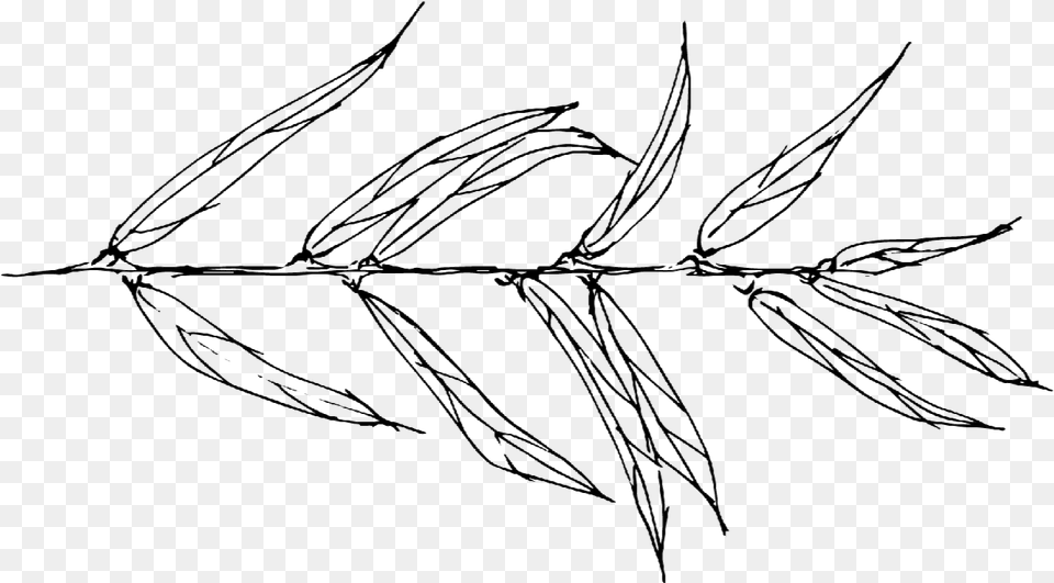 Willow Drawing Black And White Willow Leaves Sketch, Leaf, Plant, Text, Art Free Png