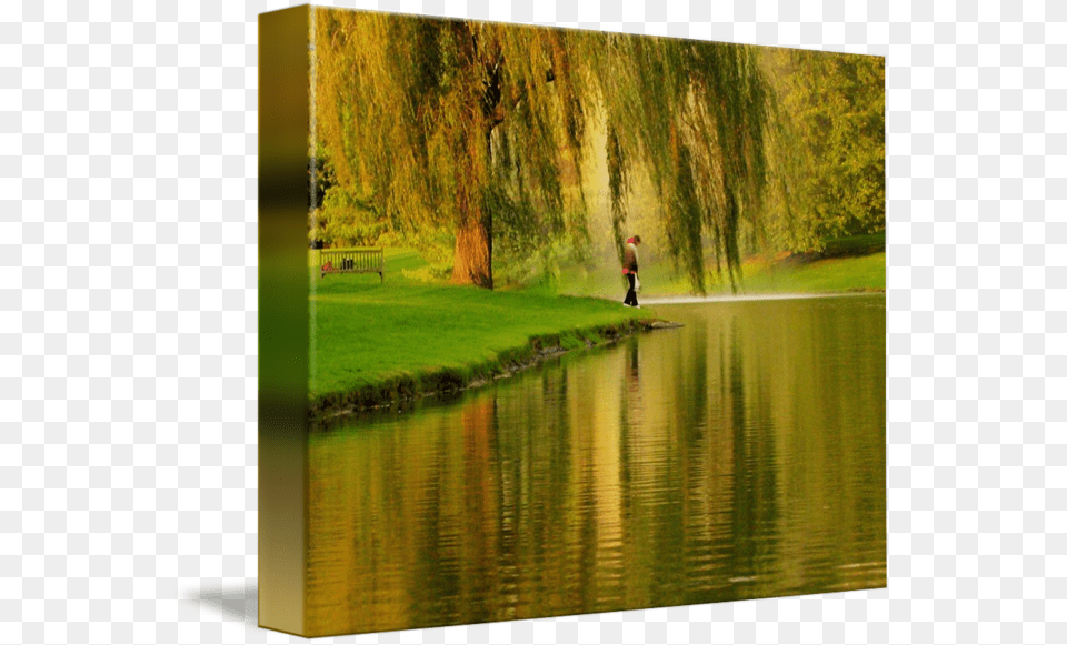 Willow Drawing Nature Picture Frame, Grass, Water, Tree, Pond Png