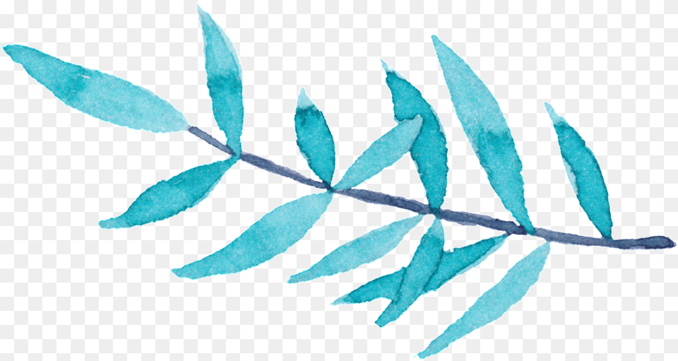 Willow Leaf Hand Painted Leaves Decorative Herbal, Herbs, Plant, Astragalus Free Png Download
