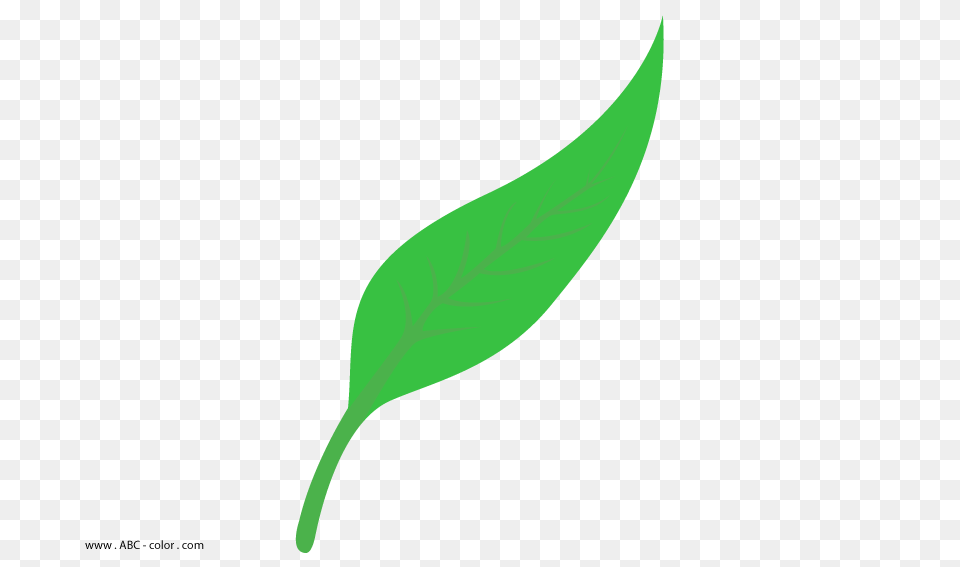 Willow Leaves Clip Art Cliparts, Leaf, Plant, Herbal, Herbs Free Png