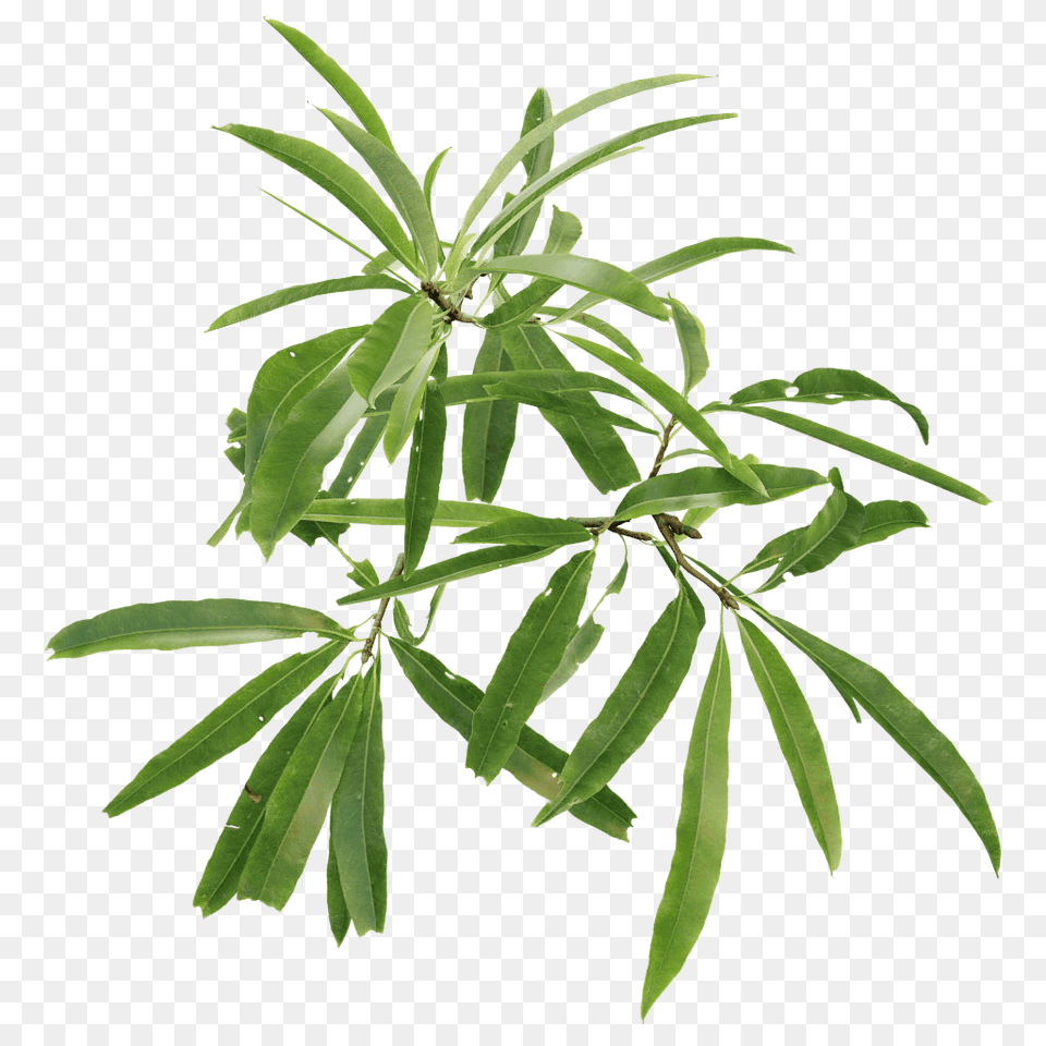 Willow Oak, Herbal, Herbs, Leaf, Plant Png