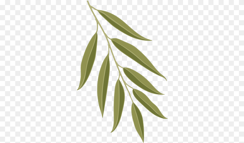 Willow Oak Leaf, Tree, Plant, Herbal, Herbs Free Png Download