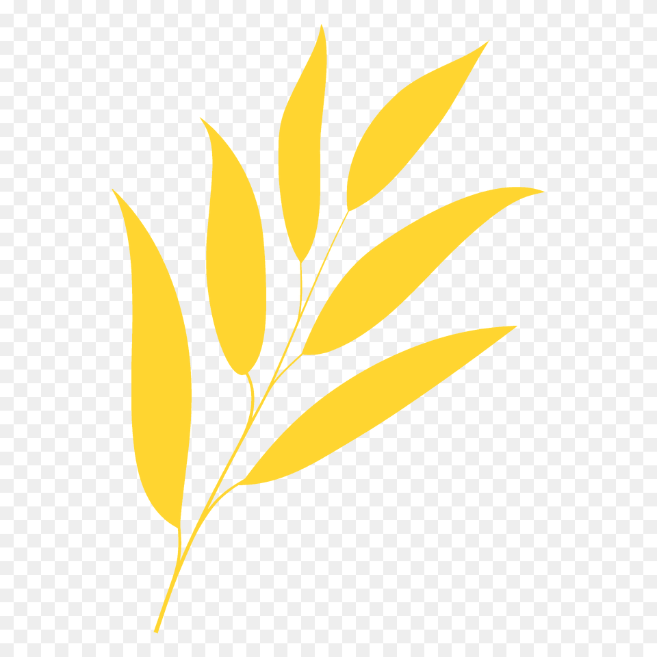 Willow Oak Leaf Silhouette, Plant, Herbal, Herbs, Tree Free Transparent Png