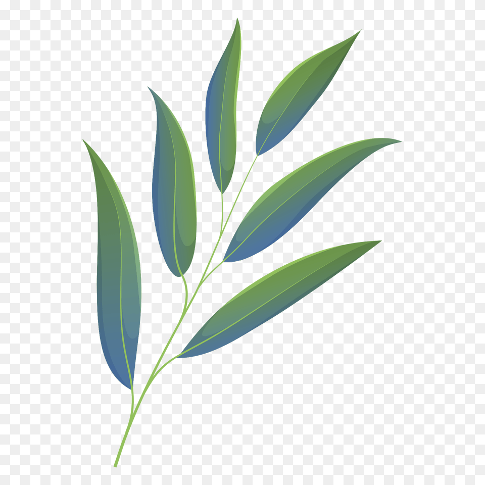 Willow Oak Spring Leaf Clipart, Green, Plant, Tree, Herbal Free Png Download
