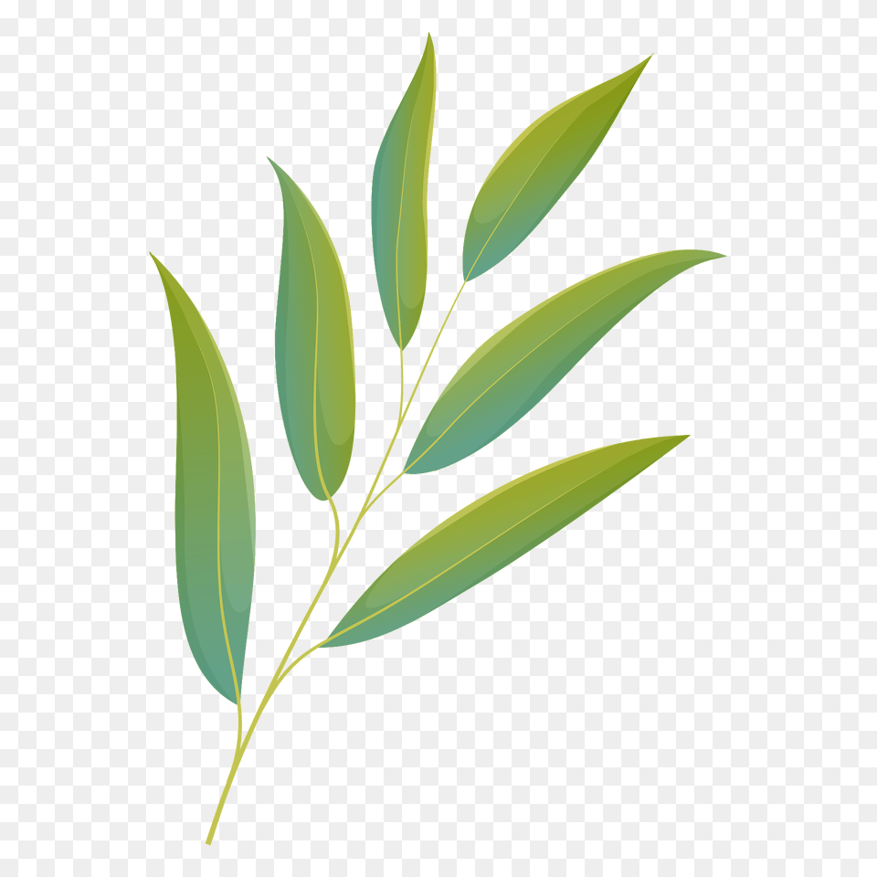 Willow Oak Summer Leaf Clipart, Plant, Tree, Herbal, Herbs Free Png Download