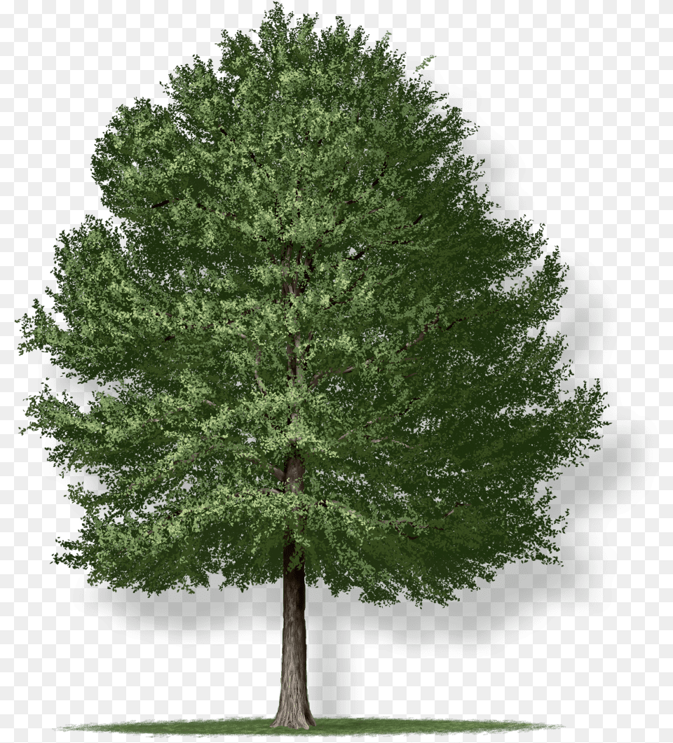 Willow Oak Tree Montgomery Willow Oak Tree, Conifer, Pine, Plant, Fir Free Png Download