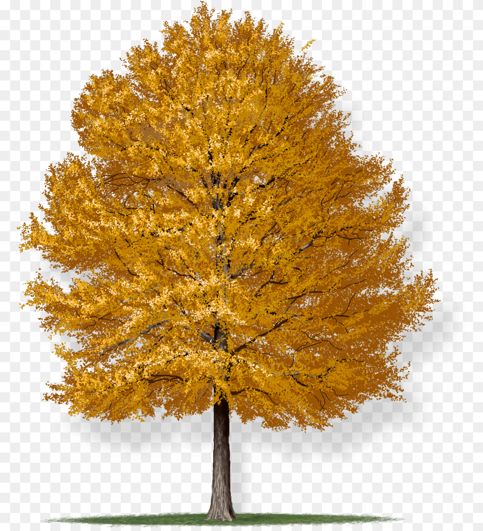 Willow Oak U0026 Oakpng Transparent Images Willow Oak Tree, Maple, Plant, Tree Trunk, Leaf Png Image