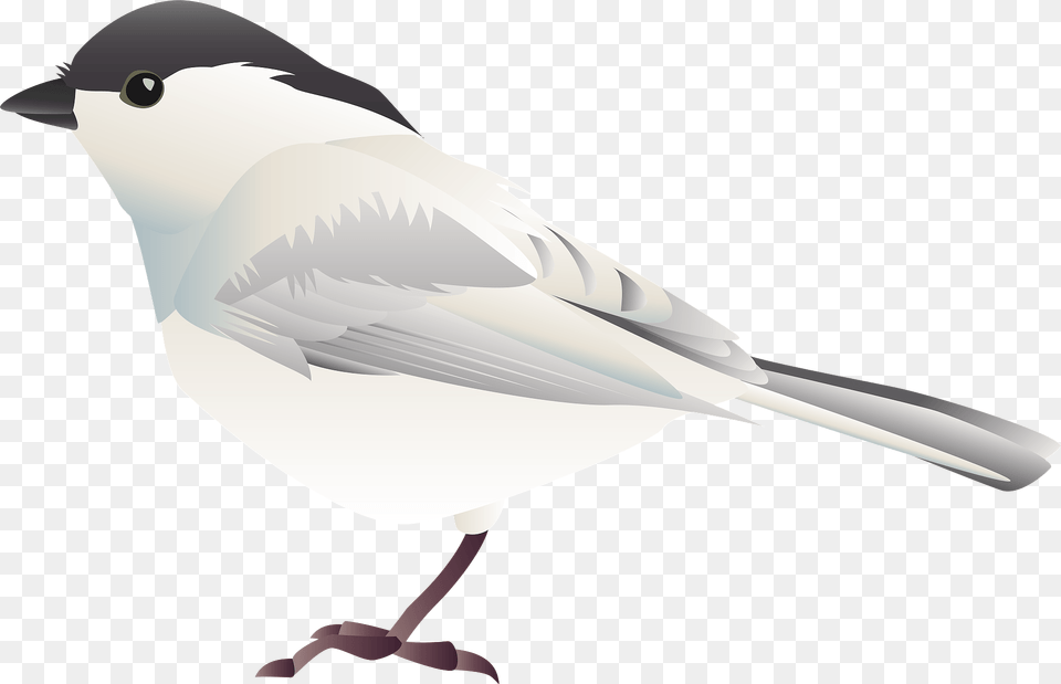 Willow Tit Bird Clipart, Animal, Finch, Jay, Fish Free Png