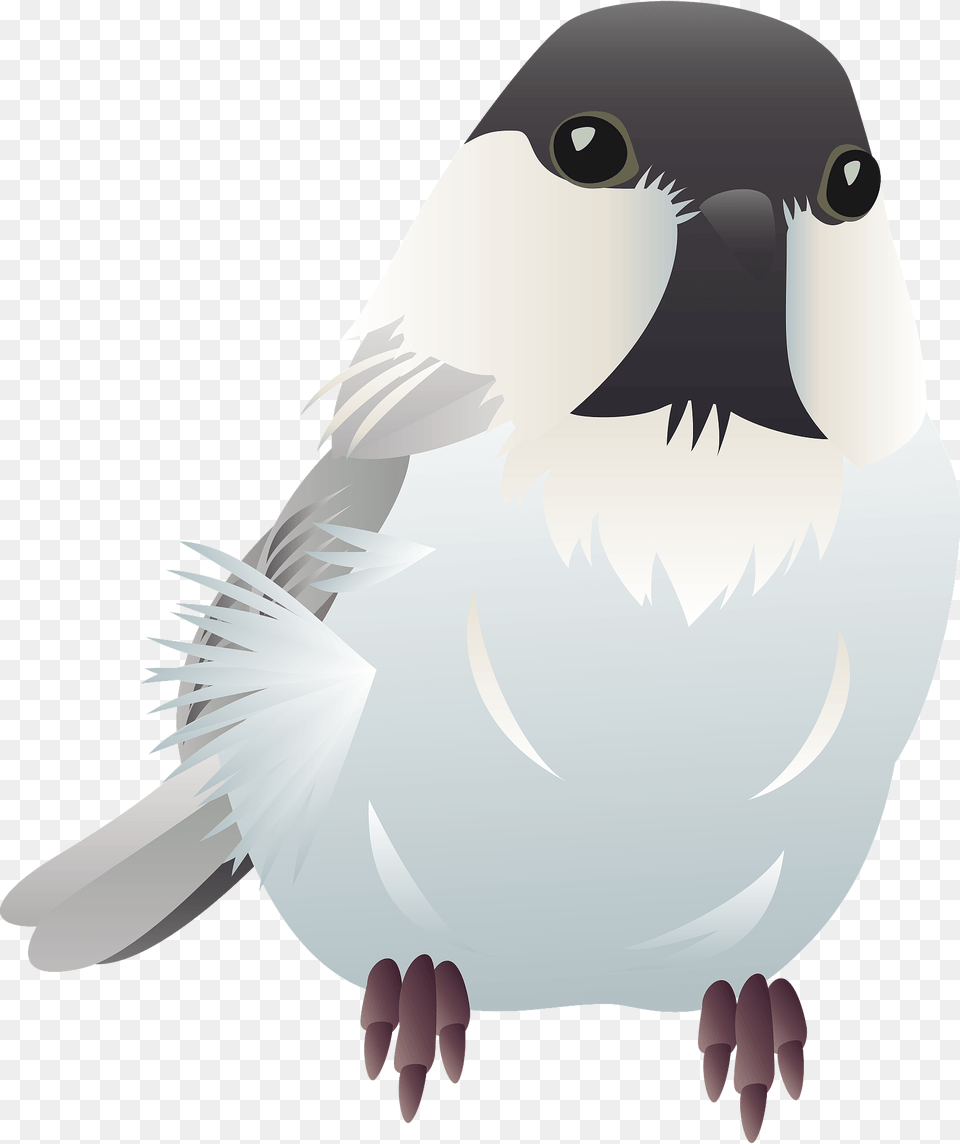 Willow Tit Bird Clipart, Animal, Finch, Sparrow, Fish Png
