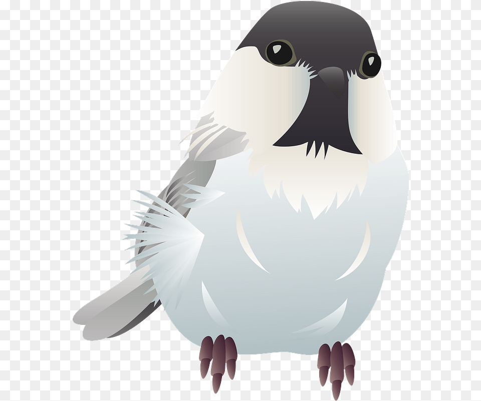 Willow Tit Bird Clipart Falconiformes, Animal, Finch, Sparrow, Jay Free Png