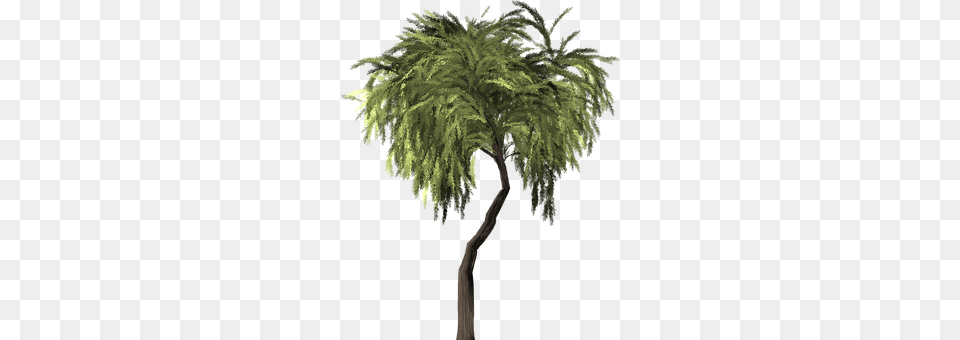 Willow Tree Palm Tree, Plant, Conifer, Vegetation Free Transparent Png