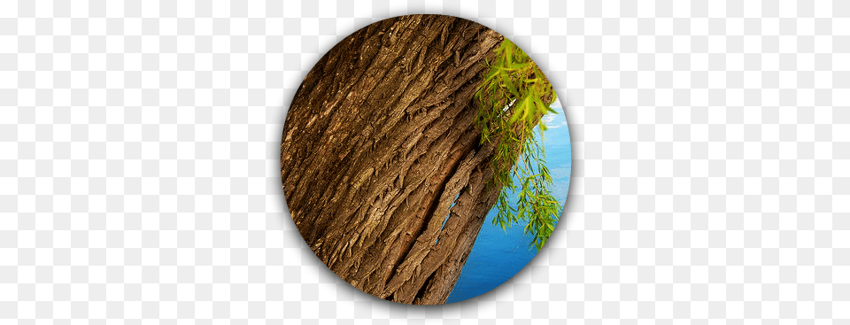 Willow Tree Bark Willow Tree Bark, Tree Trunk, Plant, Photography, Outdoors Png Image
