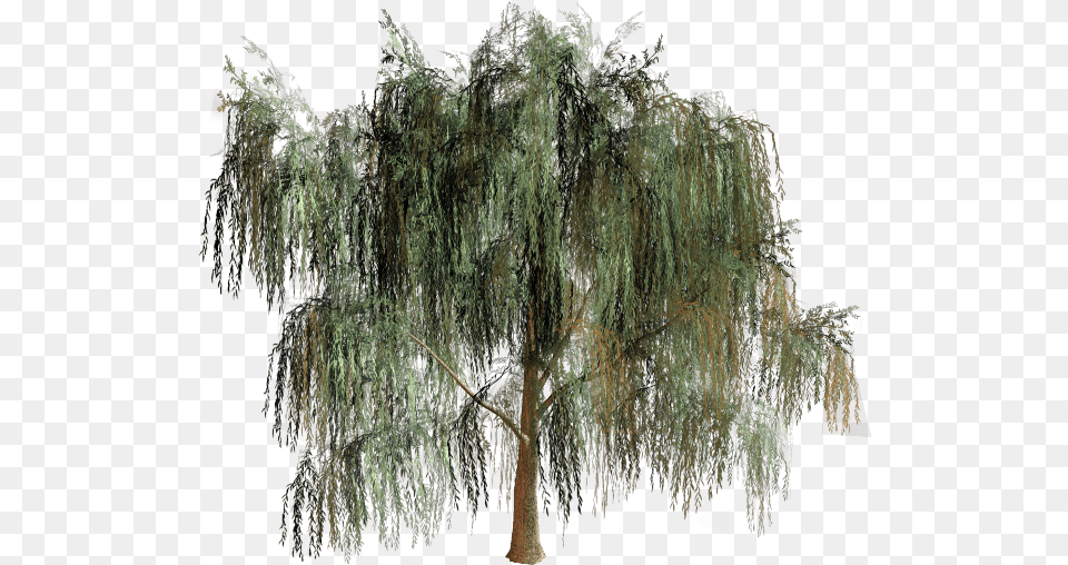 Willow Tree Branch Biome, Plant, Chandelier, Lamp Free Png Download
