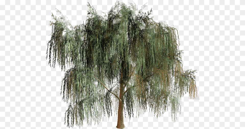 Willow Tree Branch Biome Willow Tree, Plant, Chandelier, Lamp Png