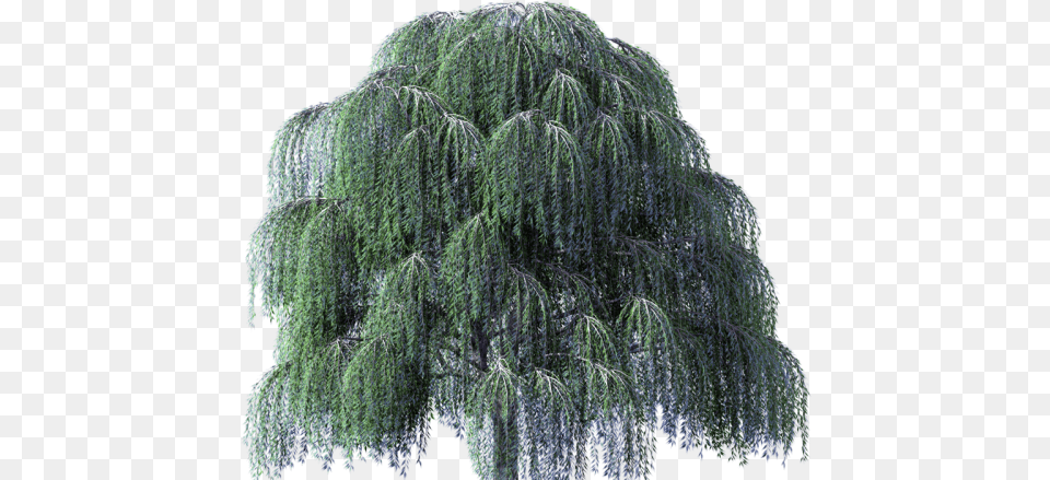 Willow Tree Clipart Weeping Willow Tree Transparent Background, Plant, Conifer, Animal, Bear Png