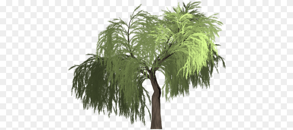 Willow Tree Green Desert Tree Vector, Conifer, Plant, Palm Tree, Vegetation Png Image