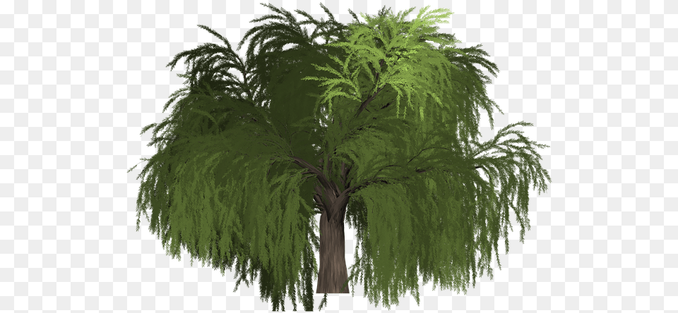 Willow Tree Green Portable Network Graphics, Plant, Conifer, Vegetation, Palm Tree Free Transparent Png