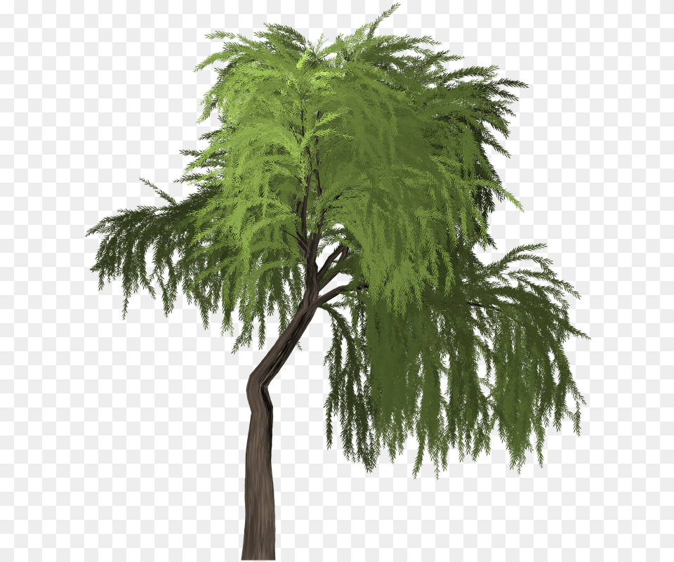 Willow Tree Green Portable Network Graphics, Conifer, Plant, Vegetation Png
