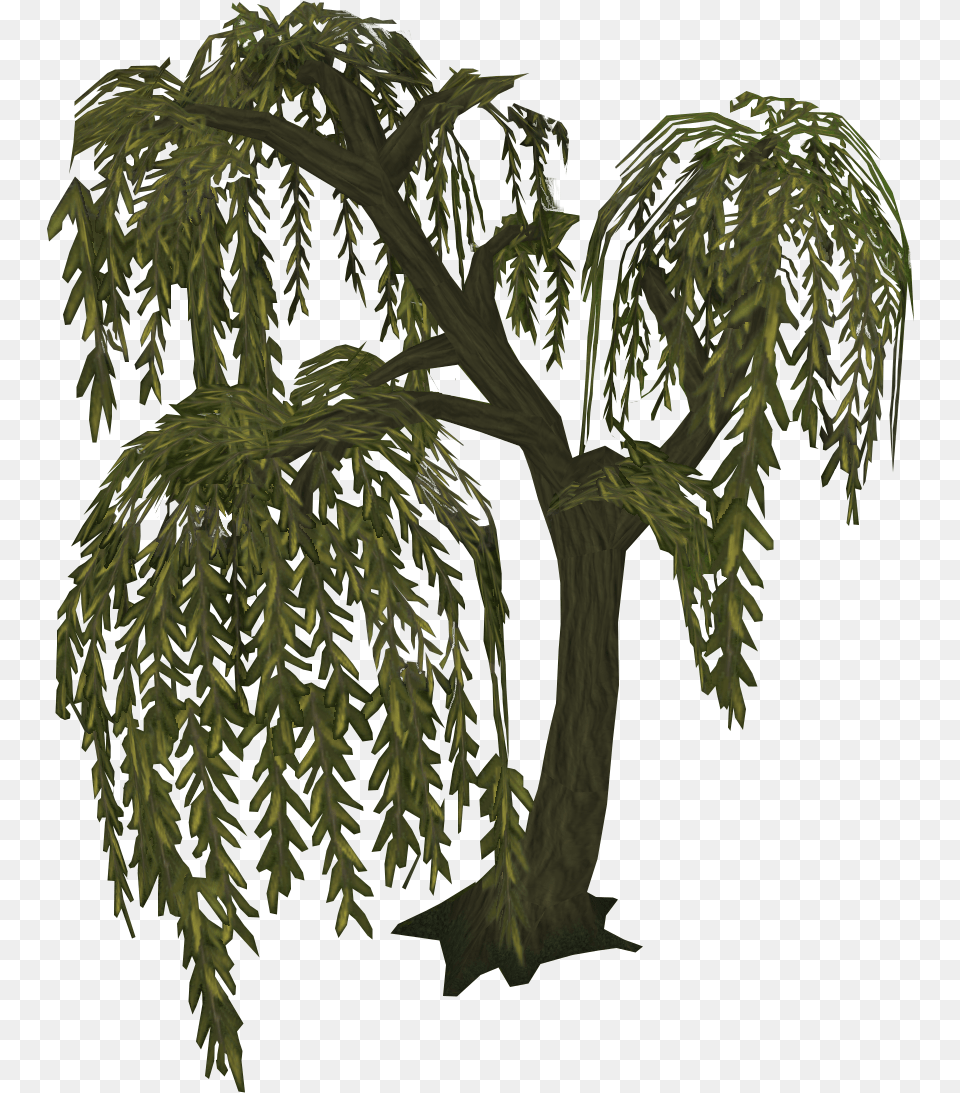 Willow Tree Runescape, Conifer, Plant Free Png
