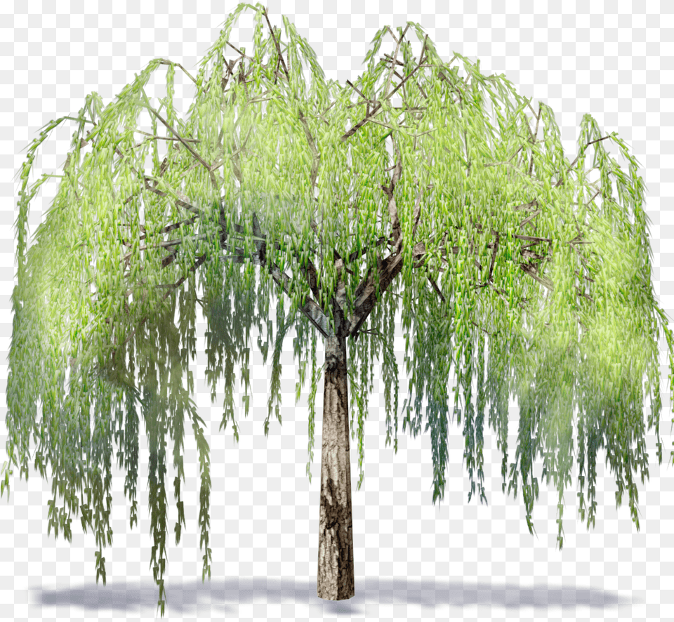 Willow Tree Download Willow Tree Clipart, Plant, Vegetation Free Transparent Png