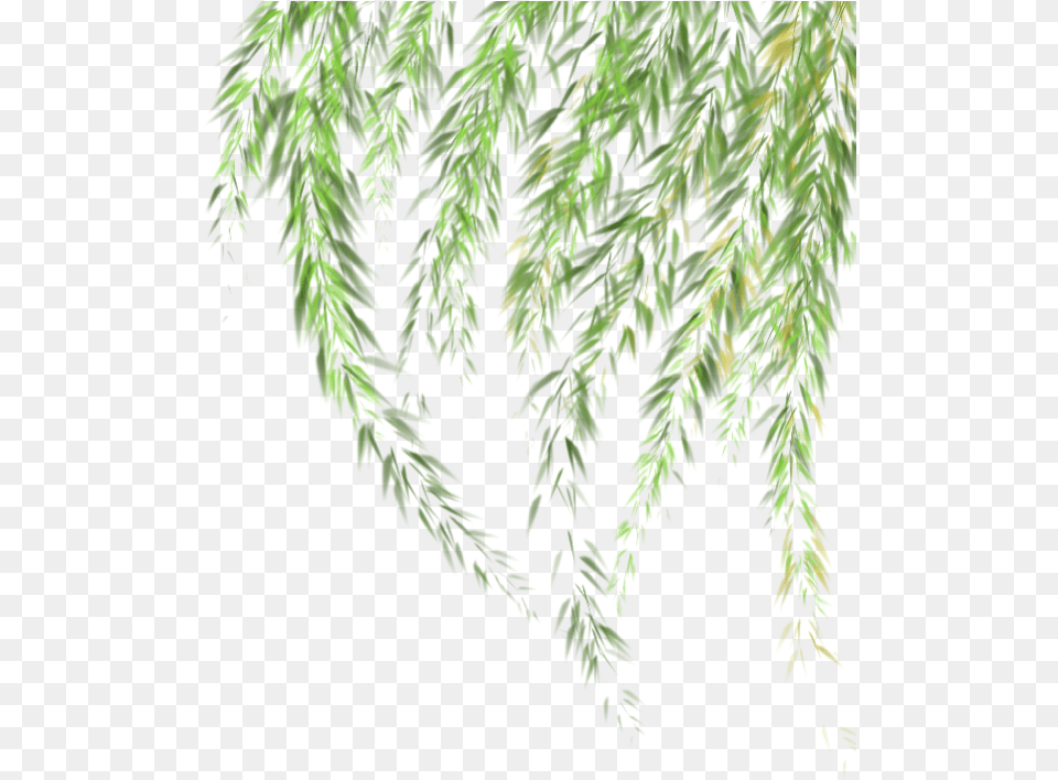 Willow Willow Tree Leaves, Conifer, Green, Leaf, Plant Png Image