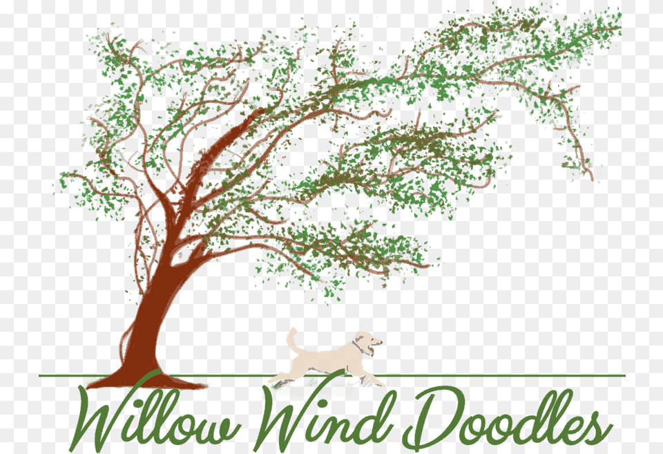 Willow Wind Doodles Calligraphy, Plant, Tree, Vegetation, Animal Png Image